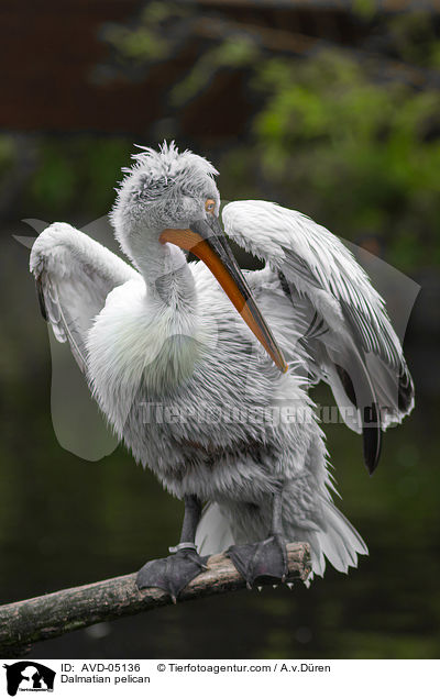 Dalmatian pelican / AVD-05136