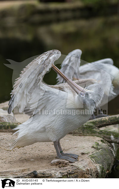 Krauskopfpelikane / Dalmatian pelicans / AVD-05145