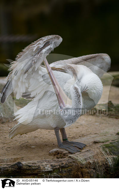 Krauskopfpelikan / Dalmatian pelican / AVD-05146