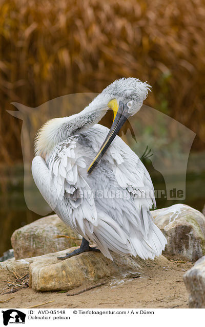 Krauskopfpelikan / Dalmatian pelican / AVD-05148