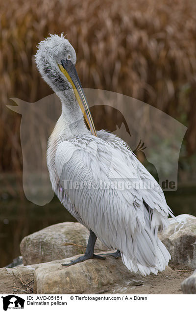 Krauskopfpelikan / Dalmatian pelican / AVD-05151