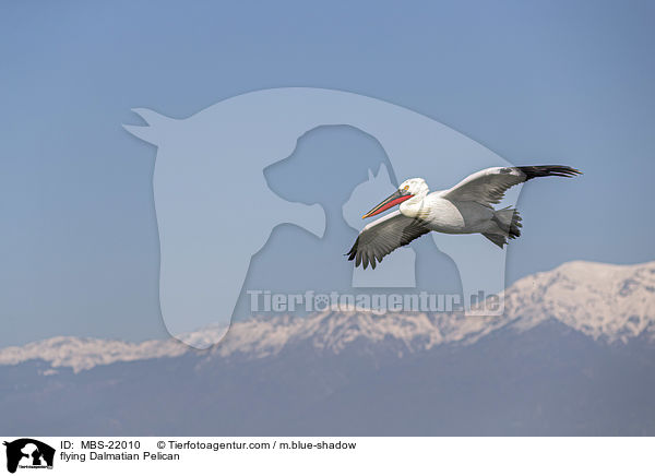 fliegender Krauskopfpelikan / flying Dalmatian Pelican / MBS-22010