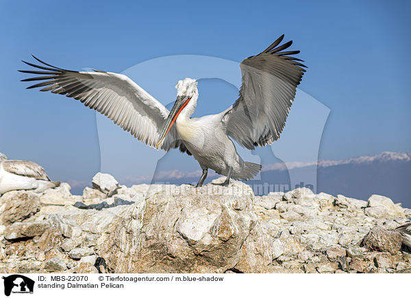 stehender Krauskopfpelikan / standing Dalmatian Pelican / MBS-22070