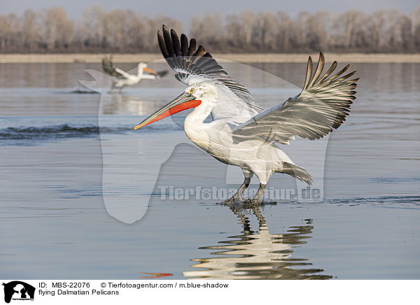 fliegende Krauskopfpelikane / flying Dalmatian Pelicans / MBS-22076