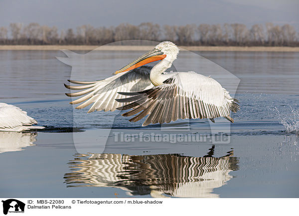 Krauskopfpelikane / Dalmatian Pelicans / MBS-22080