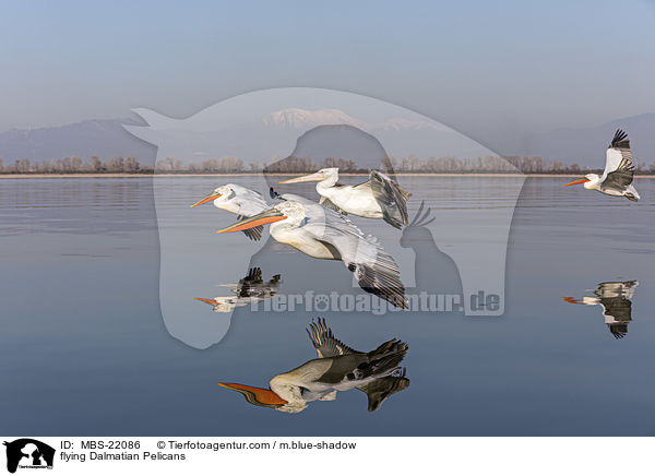 fliegende Krauskopfpelikane / flying Dalmatian Pelicans / MBS-22086