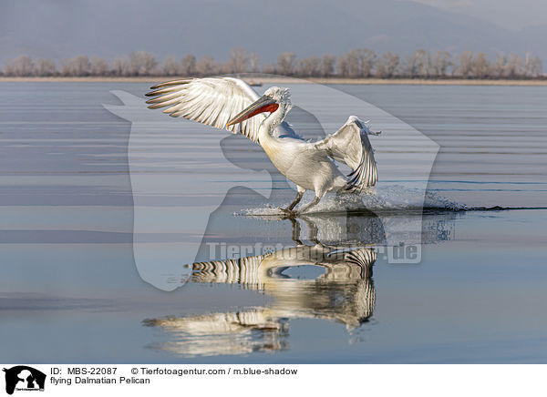 fliegender Krauskopfpelikan / flying Dalmatian Pelican / MBS-22087