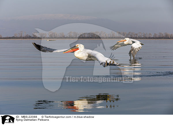 fliegende Krauskopfpelikane / flying Dalmatian Pelicans / MBS-22088