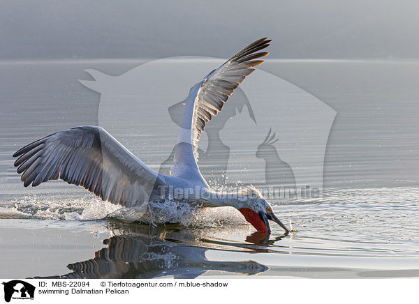 schwimmender Krauskopfpelikan / swimming Dalmatian Pelican / MBS-22094