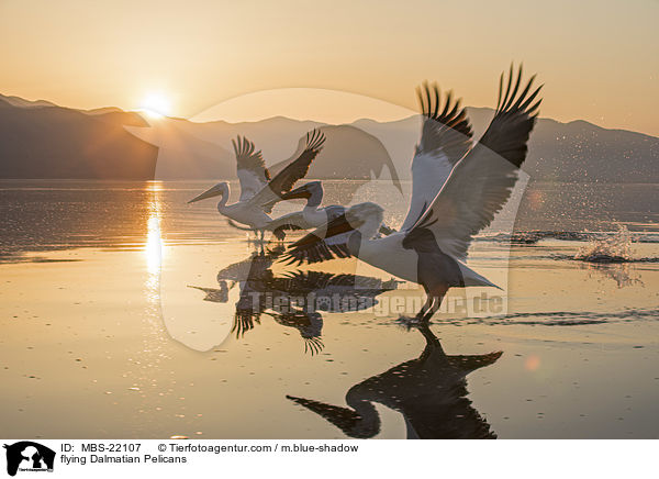 fliegende Krauskopfpelikane / flying Dalmatian Pelicans / MBS-22107