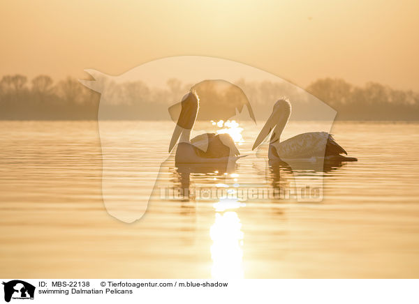 schwimmende Krauskopfpelikane / swimming Dalmatian Pelicans / MBS-22138