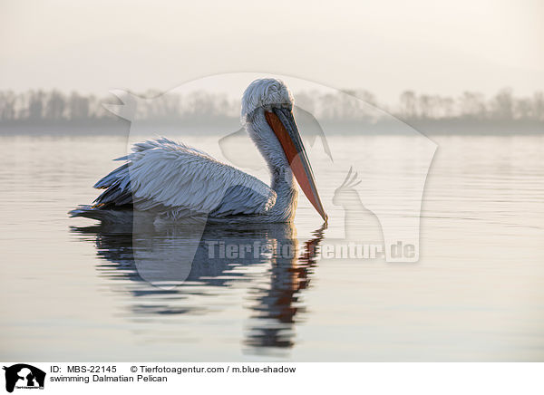 schwimmender Krauskopfpelikan / swimming Dalmatian Pelican / MBS-22145