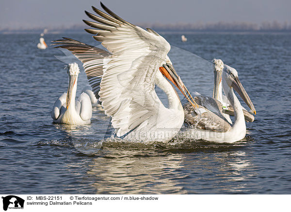 schwimmende Krauskopfpelikane / swimming Dalmatian Pelicans / MBS-22151