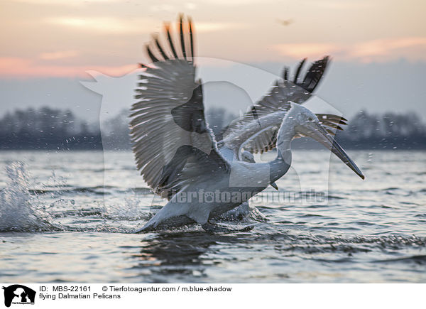 fliegende Krauskopfpelikane / flying Dalmatian Pelicans / MBS-22161