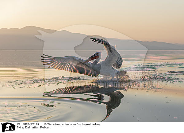 fliegender Krauskopfpelikan / flying Dalmatian Pelican / MBS-22187