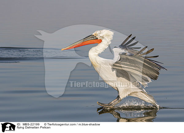 fliegender Krauskopfpelikan / flying Dalmatian Pelican / MBS-22199