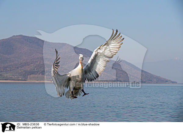Krauskopfpelikan / Dalmatian pelican / MBS-23636