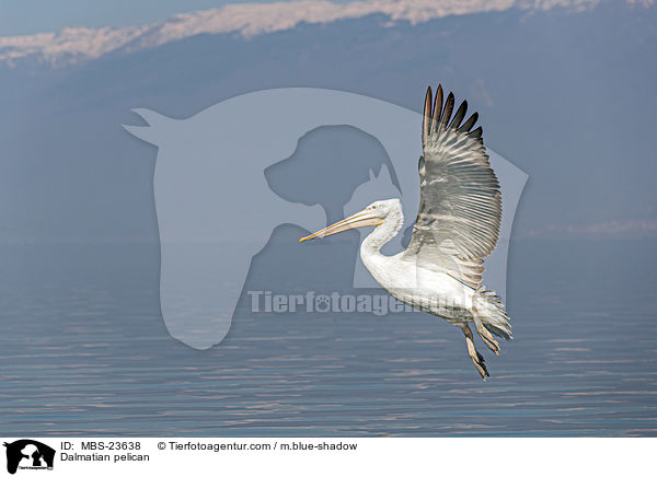 Krauskopfpelikan / Dalmatian pelican / MBS-23638