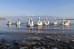 swimming Dalmatian Pelicans