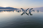 Dalmatian Pelicans