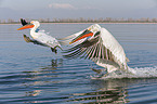 flying Dalmatian Pelicans