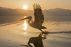 flying Dalmatian Pelican