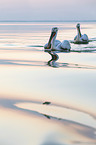 swimming Dalmatian Pelicans