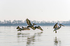 Dalmatian pelicans