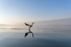 Dalmatian pelican