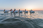 Dalmatian pelicans