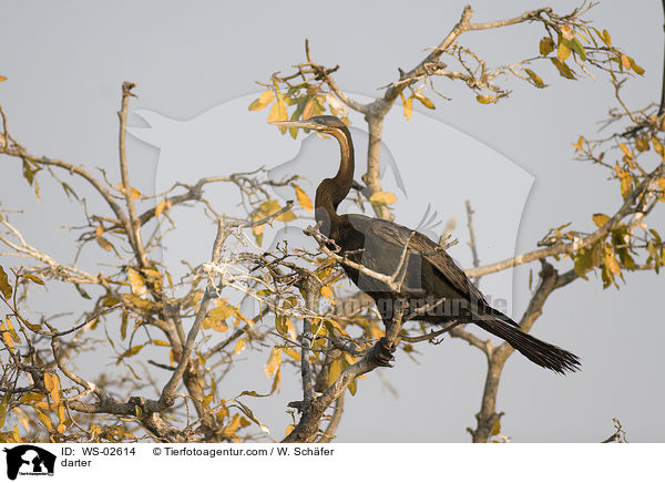 Schlangenhalsvogel / darter / WS-02614