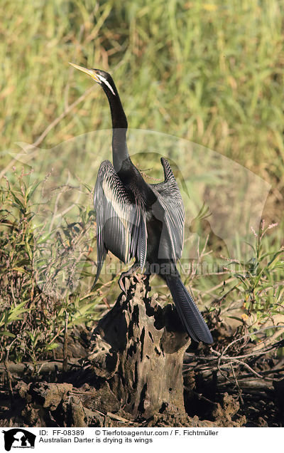 Australischer Schlangenhalsvogel trocknet seine Flgel / Australian Darter is drying its wings / FF-08389