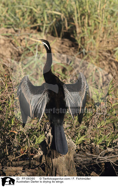 Australischer Schlangenhalsvogel trocknet seine Flgel / Australian Darter is drying its wings / FF-08390