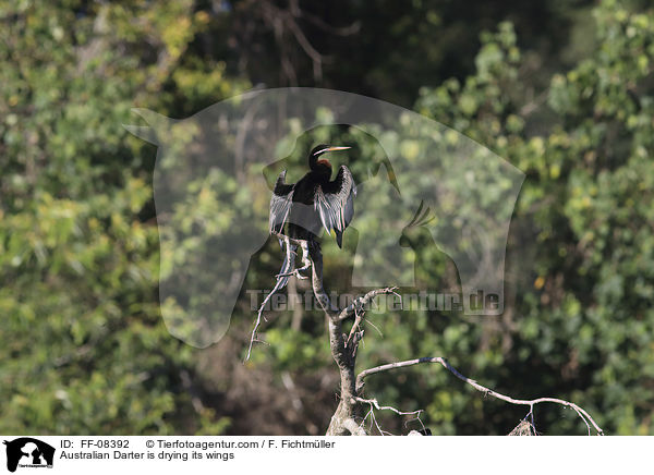 Australischer Schlangenhalsvogel trocknet seine Flgel / Australian Darter is drying its wings / FF-08392