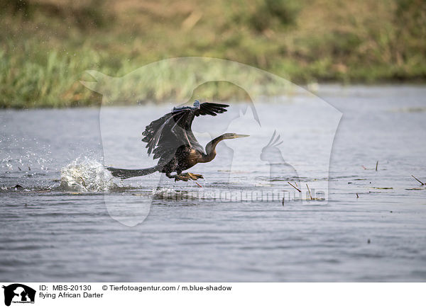fliegender Schlangenhalsvogel / flying African Darter / MBS-20130