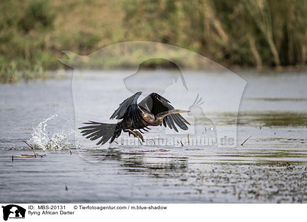 fliegender Schlangenhalsvogel / flying African Darter / MBS-20131