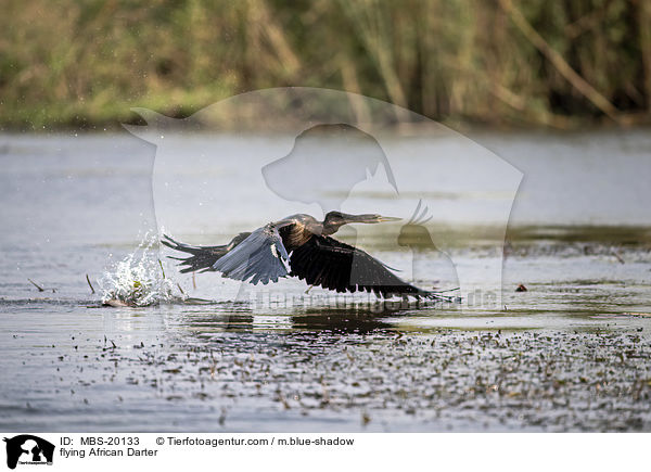 fliegender Schlangenhalsvogel / flying African Darter / MBS-20133