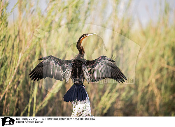 sitzender Schlangenhalsvogel / sitting African Darter / MBS-20142