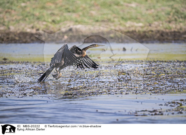 fliegender Schlangenhalsvogel / flying African Darter / MBS-20222