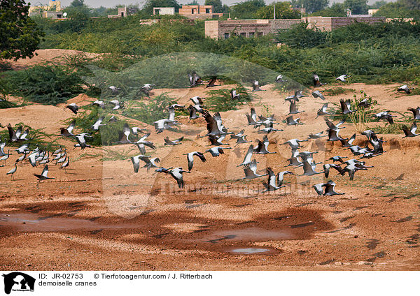 demoiselle cranes / JR-02753