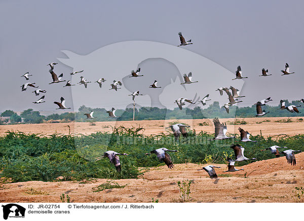 demoiselle cranes / JR-02754