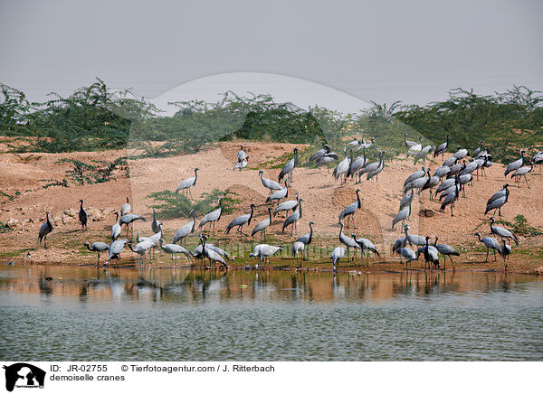 Jungfernkraniche / demoiselle cranes / JR-02755