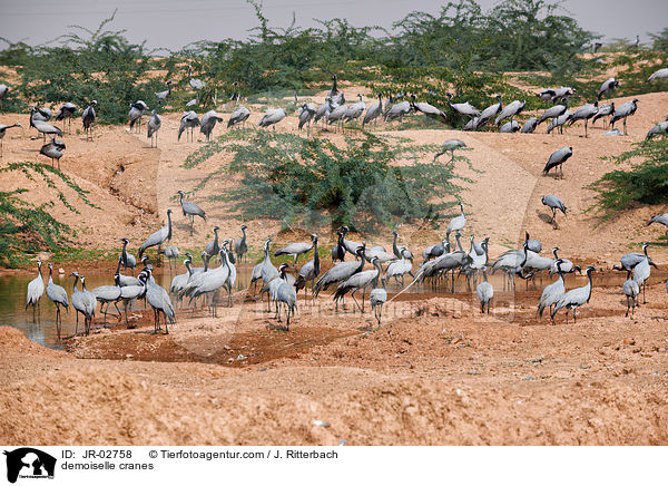 demoiselle cranes / JR-02758