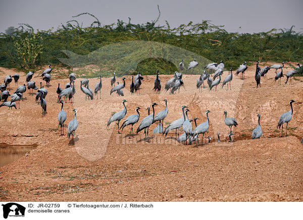 demoiselle cranes / JR-02759