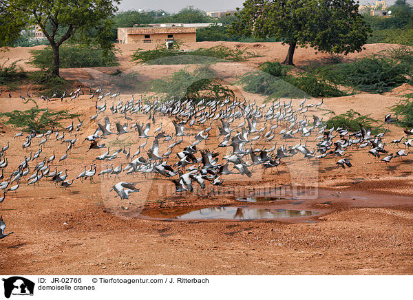 Jungfernkraniche / demoiselle cranes / JR-02766