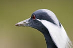 Demoiselle Crane