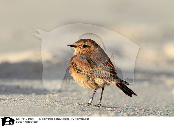 Wsten-Steinschmtzer / desert wheatear / FF-01901