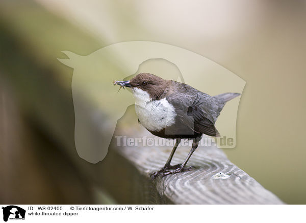 Wasseramsel / white-throated dipper / WS-02400