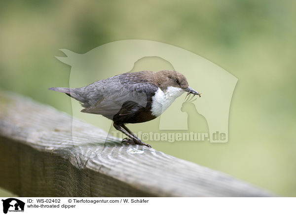 Wasseramsel / white-throated dipper / WS-02402