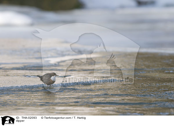 Eurasische Wasseramsel / dipper / THA-02093